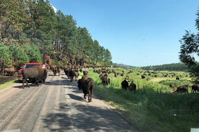 Premiere Private Black Hills Tour: Mt Rushmore, Crazy Horse & Custer State Park - Highlights of the Tour