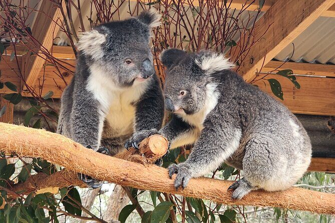 Premium 2 Day Kangaroo Island Minibus Tour from Adelaide - Price and Value Analysis