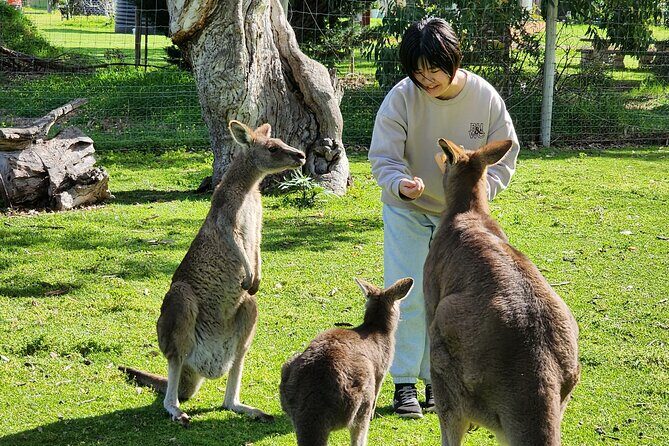 Premium Adelaide Hills Cleland Wildlife and Hahndorf Minibus Tour - Key Points