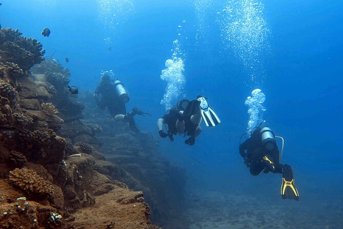Premium Afternoon Scuba Charter for All Certified Diver Levels - Cancellation and Booking Policy