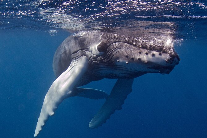 Premium Afternoon Scuba Charter for All Certified Diver Levels - Dive Site Selection