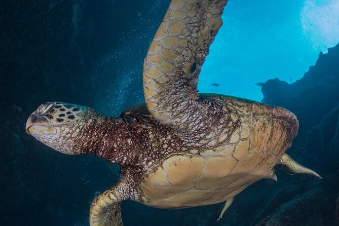 Premium Afternoon Scuba Charter for All Certified Diver Levels - Onboard Experience