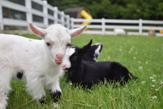 Premium Amish Country Tour Including Amish Farm and House - Purchasing Local Souvenirs