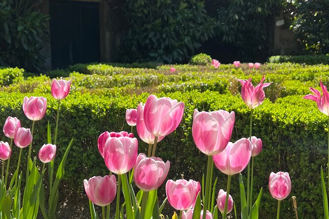 Premium Day Tour and Wine Tasting at Douro Valley - Traveler Testimonials and Recommendations