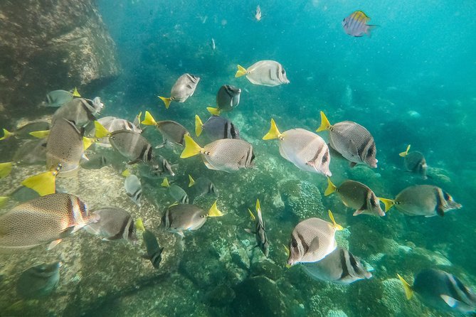 Premium Family Snorkeling Experience - Requirements and Restrictions