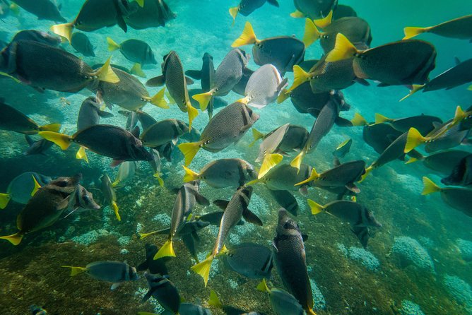 Premium Family Snorkeling Experience - Pricing Information
