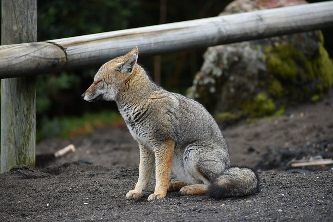 Premium Full Day Shared Tour Osorno Volcano and Petrohue Falls - Traveler Reviews and Ratings