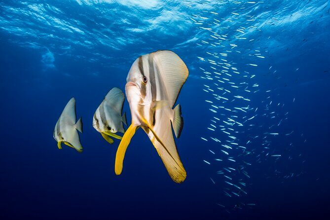 Premium Guided Dive Trip - Outer Great Barrier Reef - A Deep Dive into What Makes This Tour Stand Out