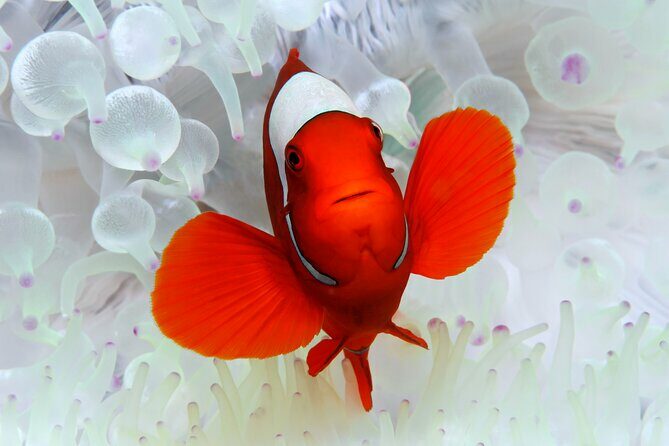 Premium Guided Dive Trip - Outer Great Barrier Reef - Who Should Consider This Tour?
