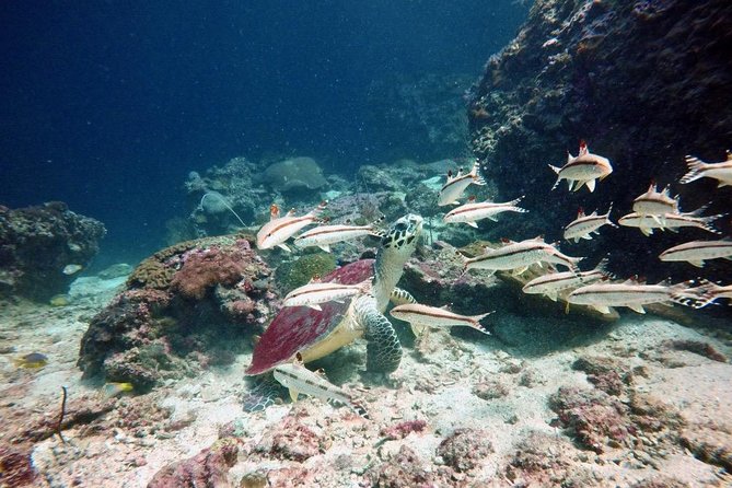 Premium Guided Scuba Diving Day Trip for Certified Divers - Schedule and Availability