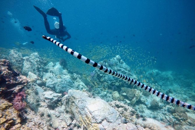 Premium Guided Scuba Diving Day Trip for Certified Divers - Diving Site Information