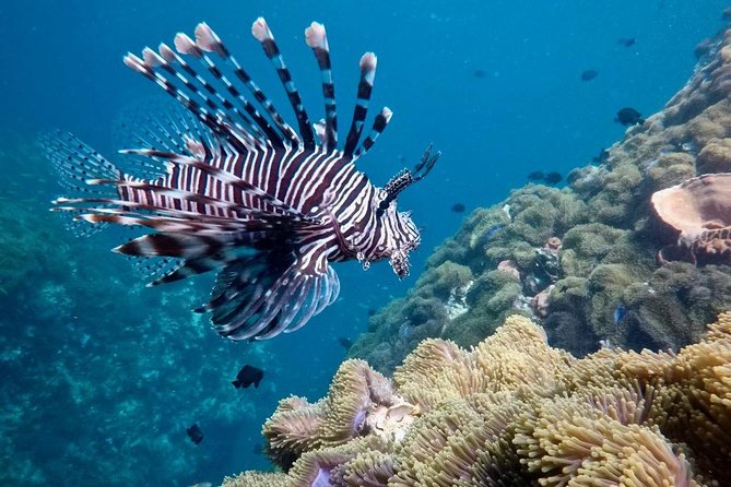 Premium Guided Scuba Diving Day Trip for Certified Divers - Equipment and Gear