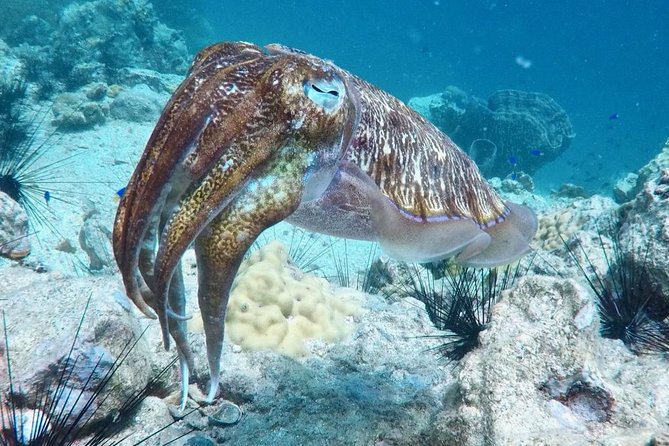 Premium Guided Scuba Diving Day Trip for Certified Divers - Participant Requirements
