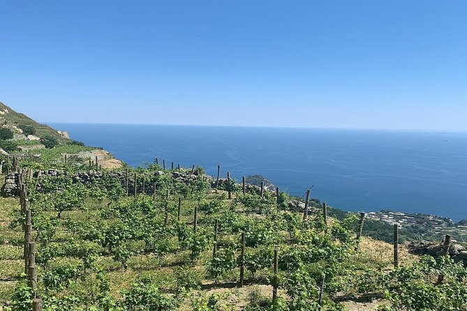 Premium Ischia Wine Tasting Experience With Transfer Included - Booking Information