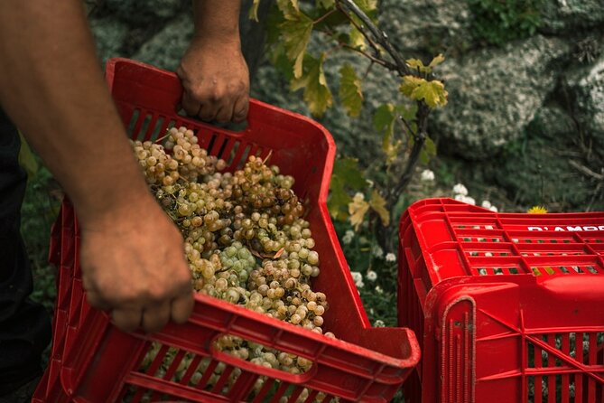 Premium Ischia Wine Tasting Experience With Transfer Included - Exploring the Vineyard