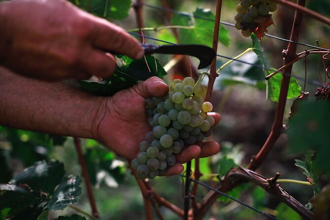 Premium Ischia Wine Tasting Experience With Transfer Included - Questions About Staying Here