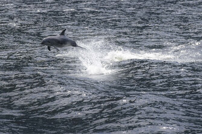 Premium Milford Sound Cruise Including Lunch - Accessibility and Accommodations