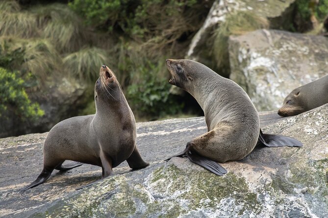 Premium Milford Sound Cruise Including Lunch - Booking Options