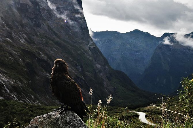 Premium Milford Sound Small Group Tour From Queenstown - Breathtaking Scenery and Attractions