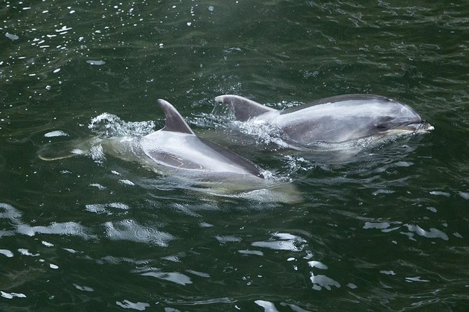 Premium Milford Sound Small Group Tour From Queenstown - Cruise Through Milford Sound