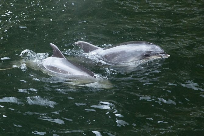 Premium Milford Sound Tour, Cruise and Lunch From Te Anau - Tour Experience and Reviews