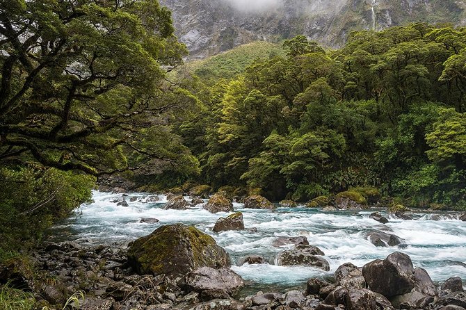 Premium Milford Sound Tour, Cruise and Lunch From Te Anau - Pricing and Booking Information
