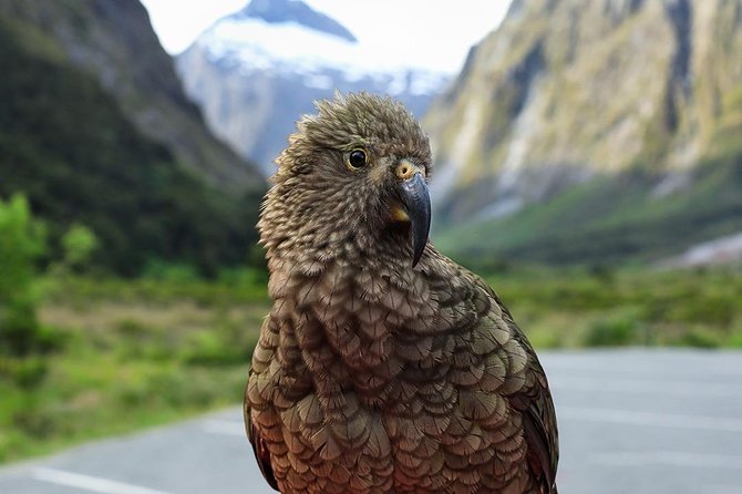 Premium Milford Sound Tour, Cruise and Lunch From Te Anau - Scenic Stops Along the Route