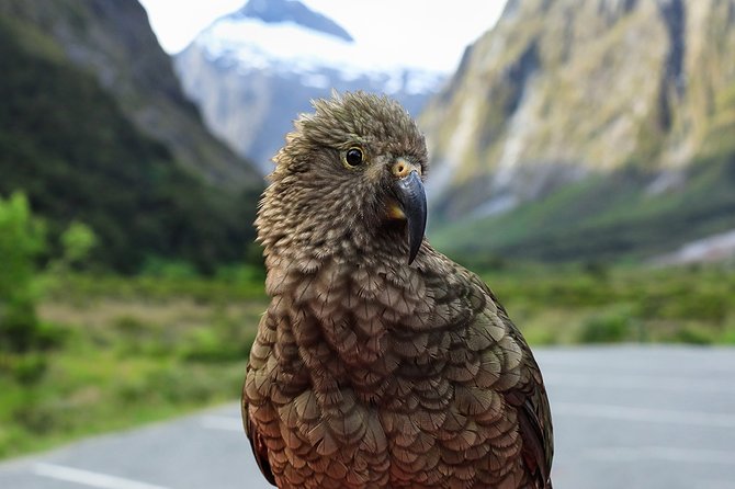 Premium Milford Sound Tour Including Cruise, Flight and Lunch - Accessibility and Requirements
