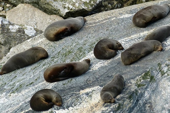 Premium Milford Sound Tour Including Cruise, Flight and Lunch - Customer Reviews and Experiences
