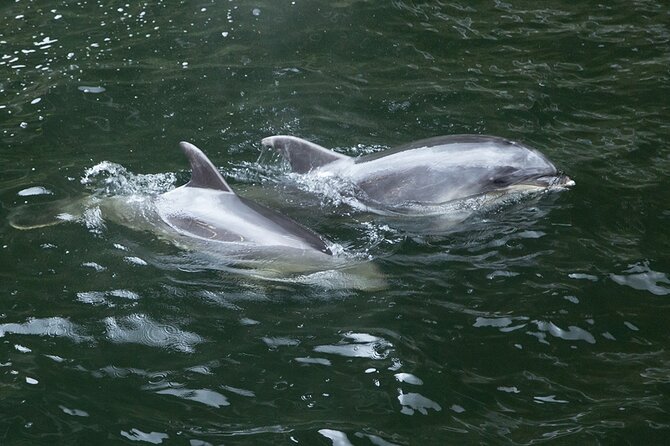 Premium Milford Sound Tour Including Cruise, Flight and Lunch - Pricing and Booking