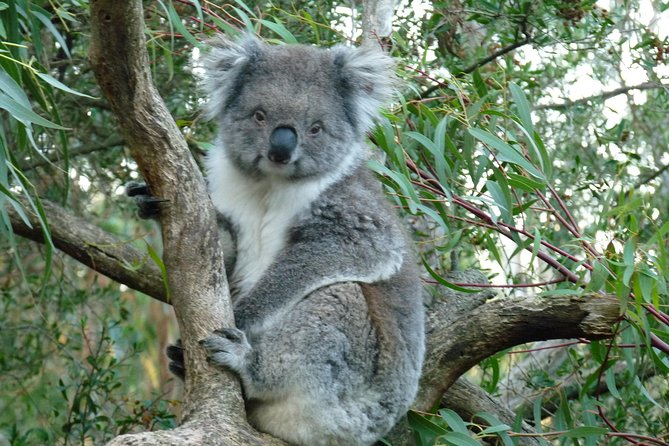 Premium Phillip Island Penguin Parade Tour With Koala Conservation Reserve - Tour Reviews