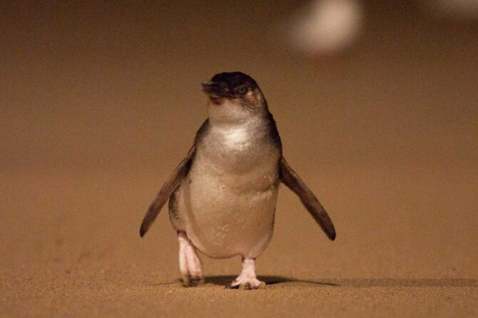 Premium Phillip Island Penguin Parade Tour With Koala Conservation Reserve - Penguin Parade at Dusk