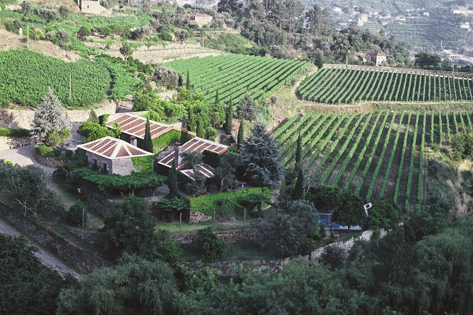 Premium Private Douro & Vinho Verde Tour: Wine Tastings & Lunch - Tour Conditions and Recommendations