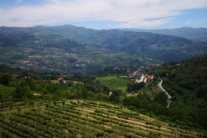 Premium Private Douro & Vinho Verde Tour: Wine Tastings & Lunch - Douro Region Wine Estate