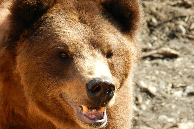 PREMIUM Sitka Scenic Tour - Directions