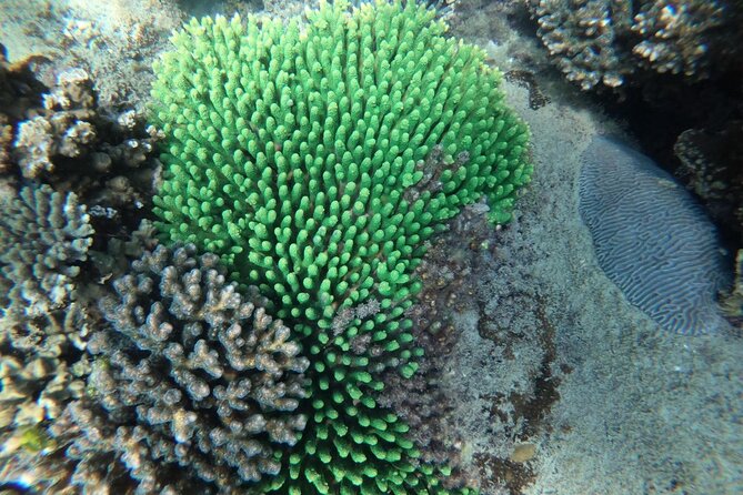 PREMIUM Snorkel & Islands Hopping by Speedboat-Seafood Bbq(Max12) - Restrictions and Special Considerations