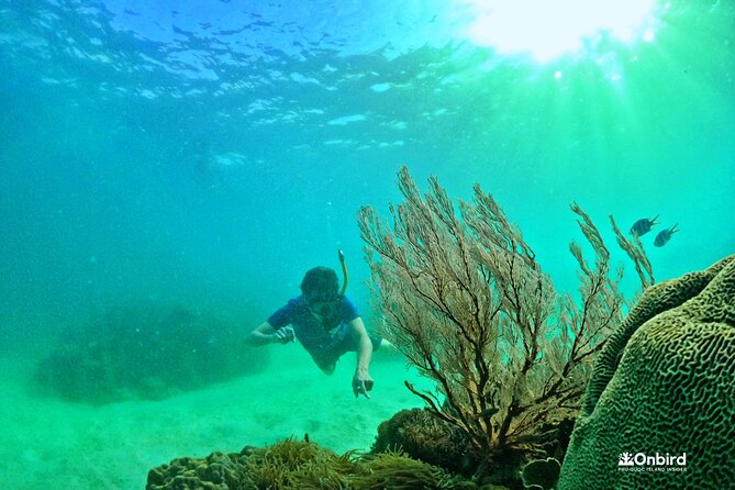 PREMIUM SNORKELING to Explore the Coral Jungle (MAX 8-9 PAX) - Inclusions