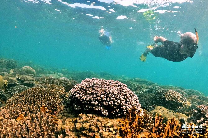PREMIUM SNORKELING to Explore the Coral Jungle (MAX 8-9 PAX) - Hotel Pickup and Drop-off