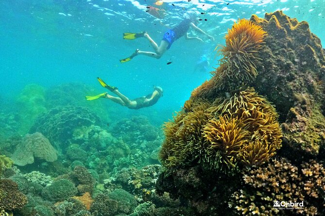 PREMIUM SNORKELING to Explore the Coral Jungle (MAX 8-9 PAX) - Group Size and Accessibility