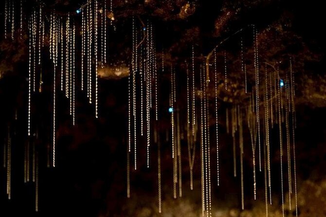 Premium Springbrook Natural Bridge, Glow Worm Cave & Skywalk - Native Wildlife Sightings