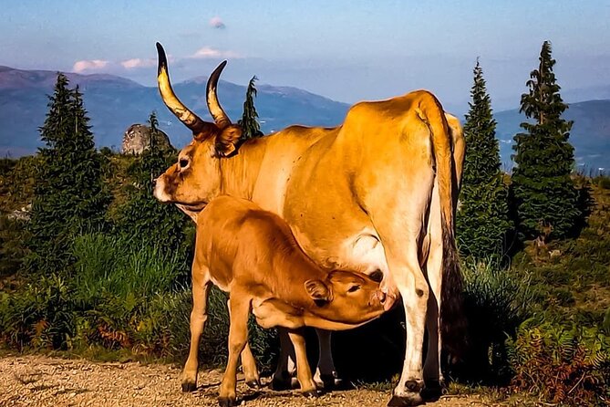Premium Sunset • 2h Buggy Tour • Arcos De Valdevez • Peneda Gerês - Requirements and Restrictions