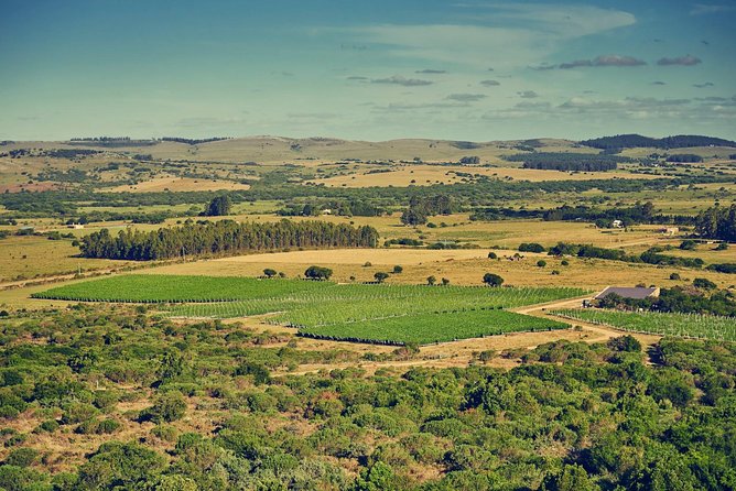 Premium Tasting Eden Vineyard - Highlights of the Viña Edén Line
