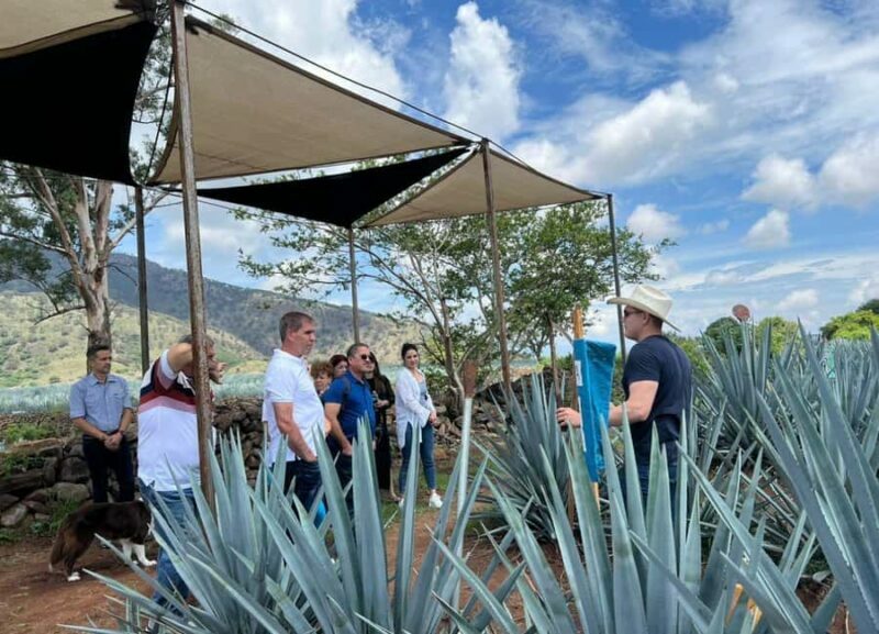 Premium Tequila Route with a professional tasting - An Honest Look at the Premium Tequila Route
