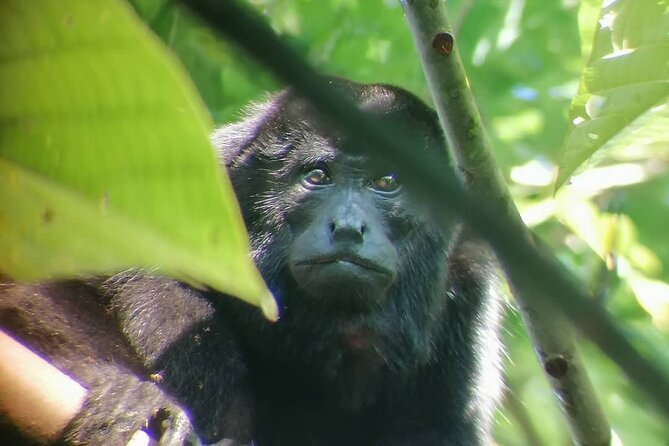 Premium Tour:Sloths and Río Celeste Y Cortez Waterfalls (Tenorio Volcano Park) - Key Points