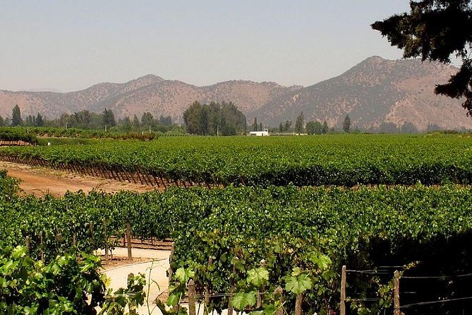 Premium Wine & Cheese Half Day Trip to Concha Y Toro Vineyard From Santiago - Key Points