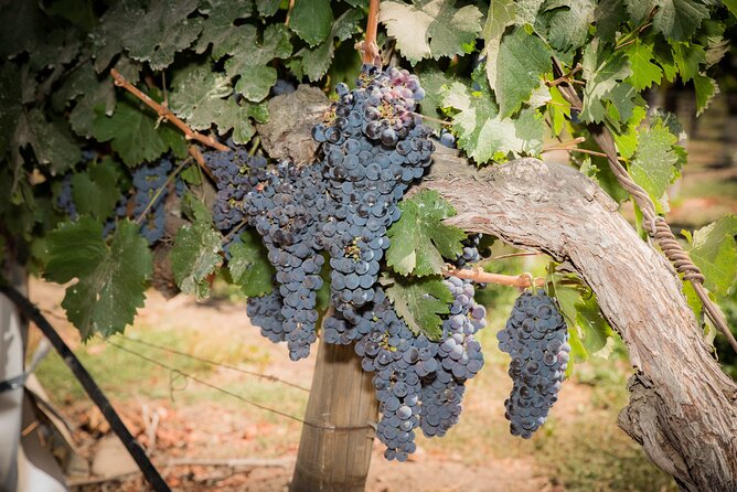 Premium Wine Tasting and Tour at Santa Rita + Private Transport - Accessibility and Participation