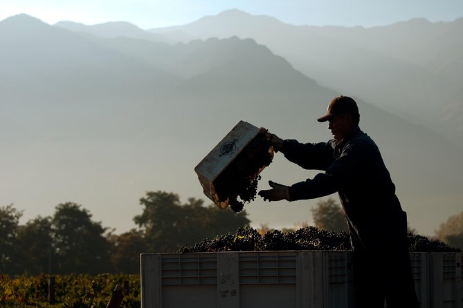 Premium Wine Tour in Viña Cousiño Macul - Experience Details
