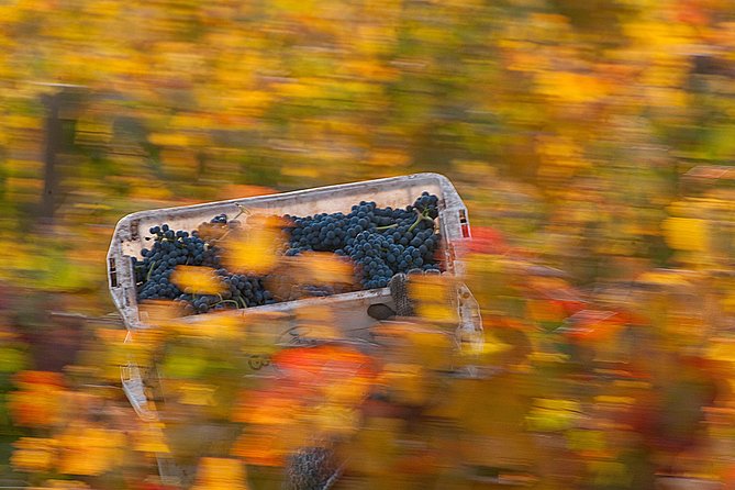 Premium Wine Tour in Viña Cousiño Macul - Wine Quality Identification