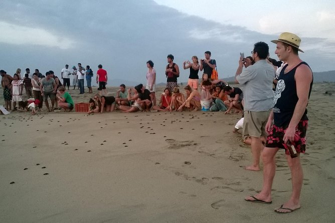Preserving Baby Sea Turtles And Filling You With Energy In Bioluminescent Lights - Dinner and Transportation Provided