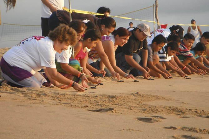 Preserving Baby Sea Turtles And Filling You With Energy In Bioluminescent Lights - Witnessing the Bioluminescent Spectacle